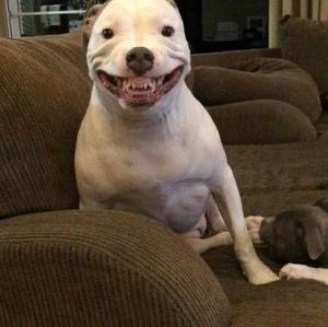 Meet your Posher, Rosie